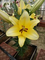 [4188 Outback VWS No02.JPG]